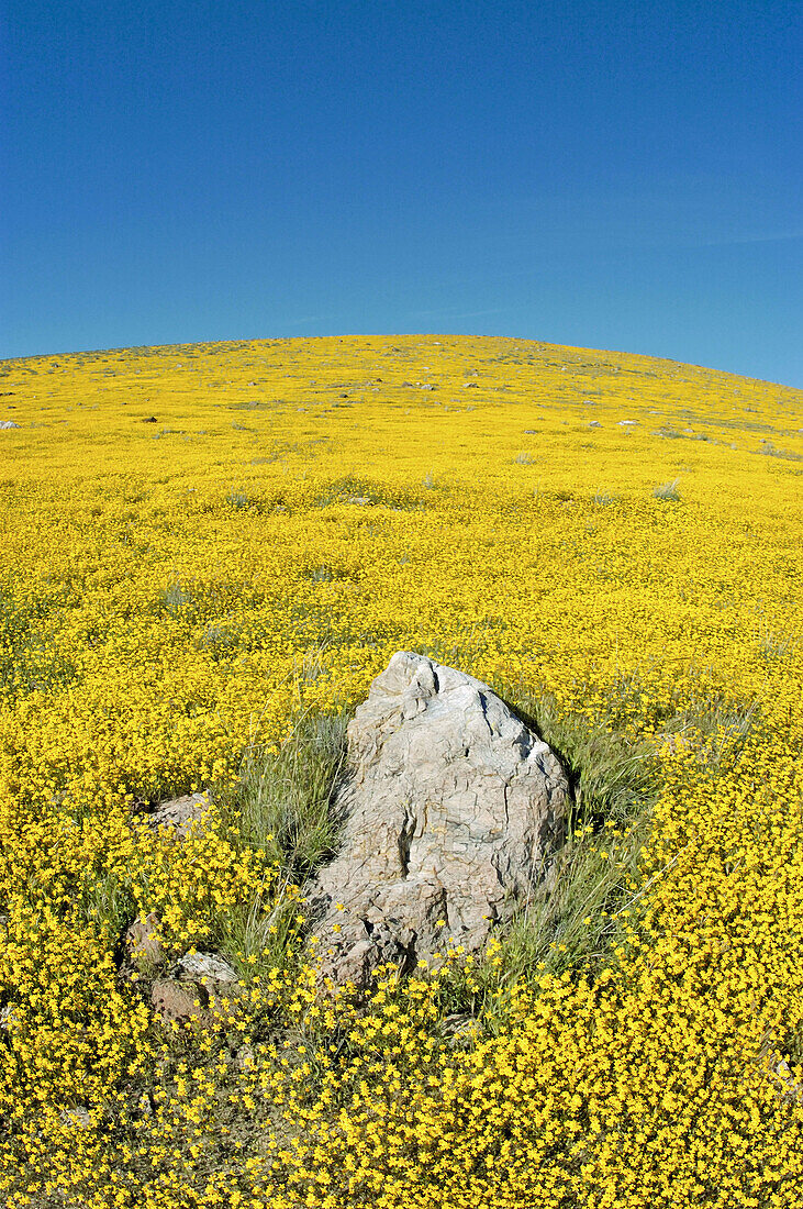 Goldfields (Lasthenia californica), Antelope Valley, California