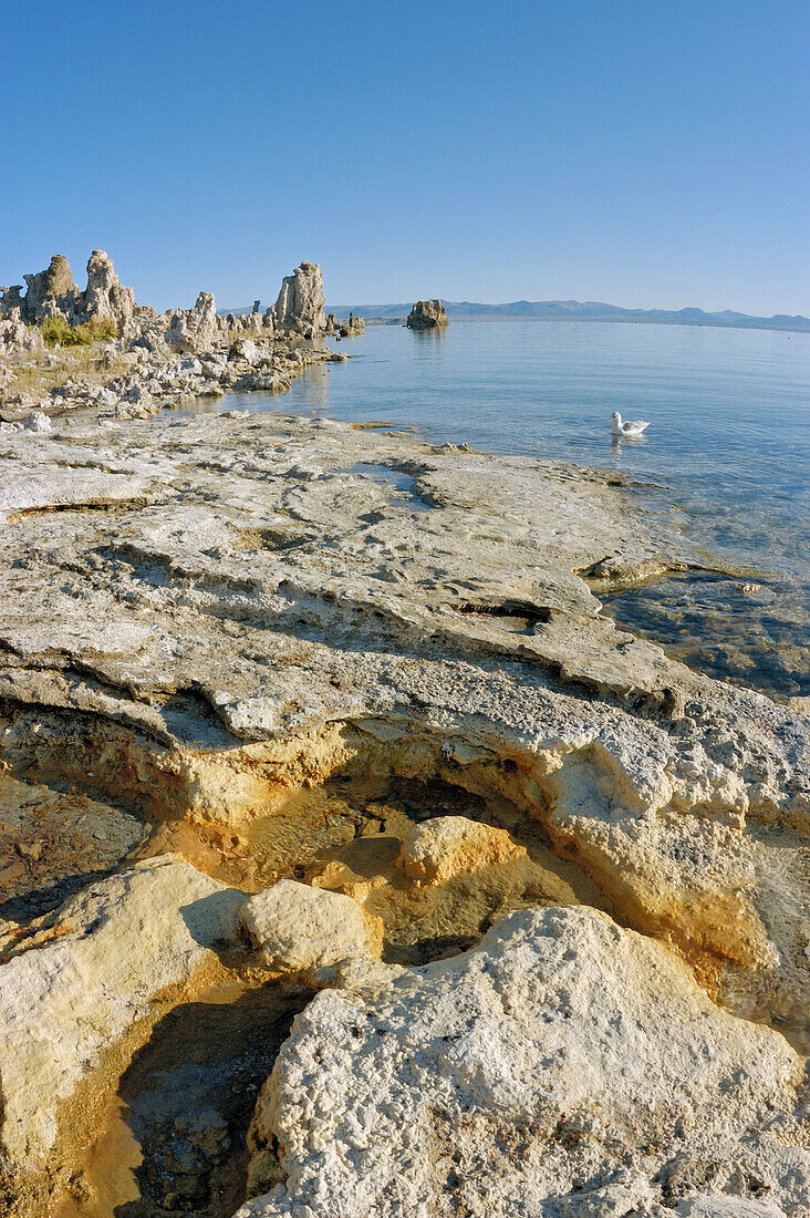 California Gulls (Larus californicus) at the south shore of Mono Lake, Mono Basin National Scenic Area, California