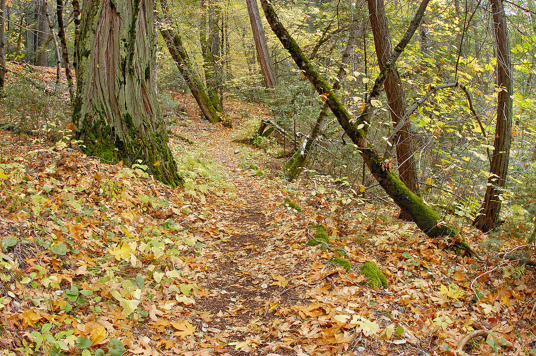 Fall color and forest path, Yosemite Valley, Yosemite National Park, California