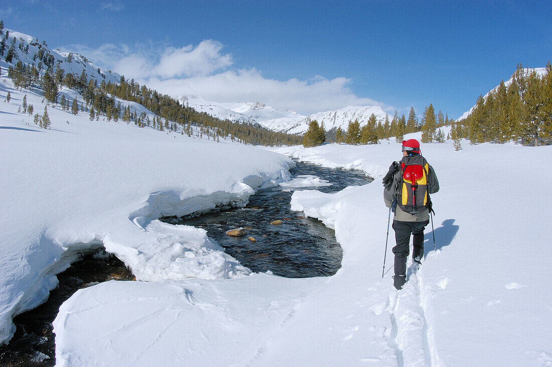 Backcountry skier in fresh powder along Lee Vining Creek, Inyo National Forest, Sierra Nevada Mountains, California