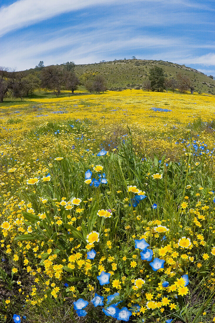 California Goldfields (Lasthenia californica), Coastal Tidy Tips (Layia platyglossa), California Dandelion (Malacothrix californica), and Baby Blue Eyes (Nemophila menziesii) along Shell Creek, San Luis Obispo County, California