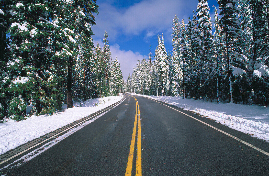 Snow on pines along highway. Crater Lake NP. Oregon. USA