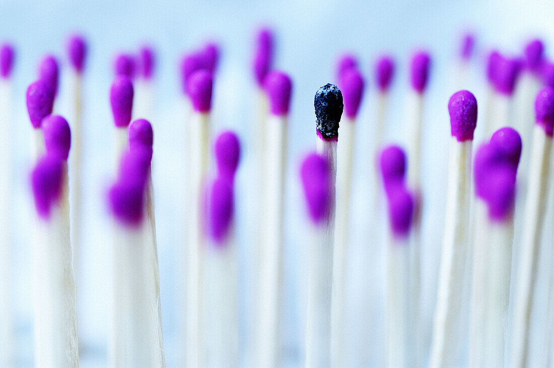  Burned, Burnt, Close up, Close-up, Closeup, Color, Colour, Concept, Concepts, Detail, Details, Difference, Horizontal, Idea, Ideas, Indoor, Indoors, Inside, Interior, Many, Match, Matches, Object, Objects, Purple, Selective focus, Stand, Stand out, Stand