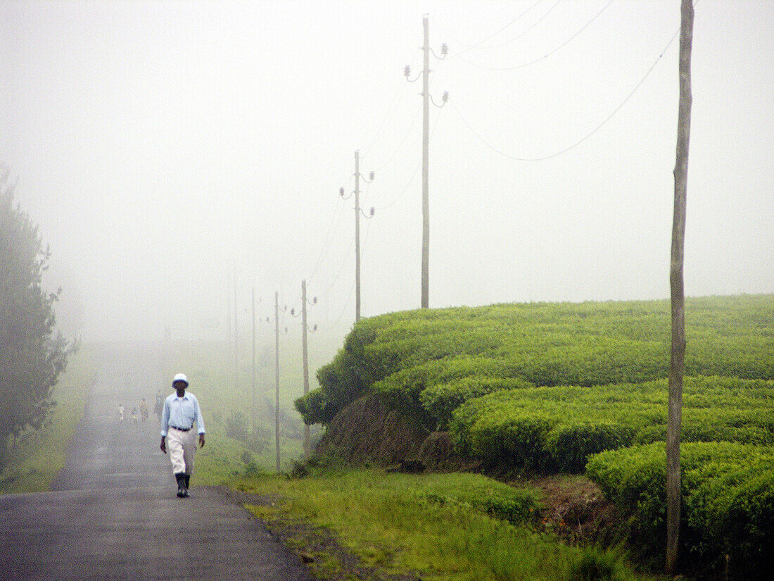 Tea plantations. Rwanda