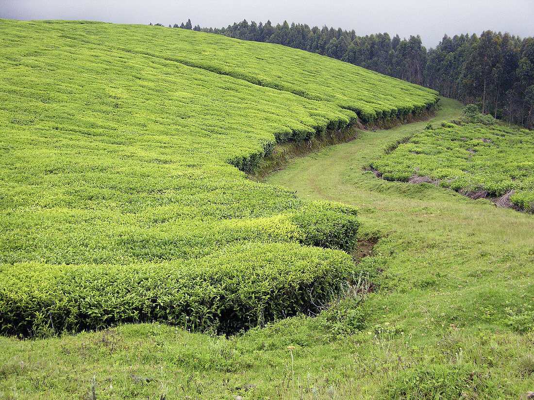 Tea plantations. Rwanda
