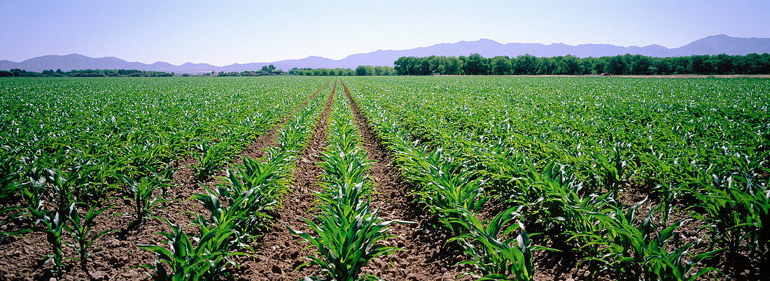 Newly planted corn crop. California. USA