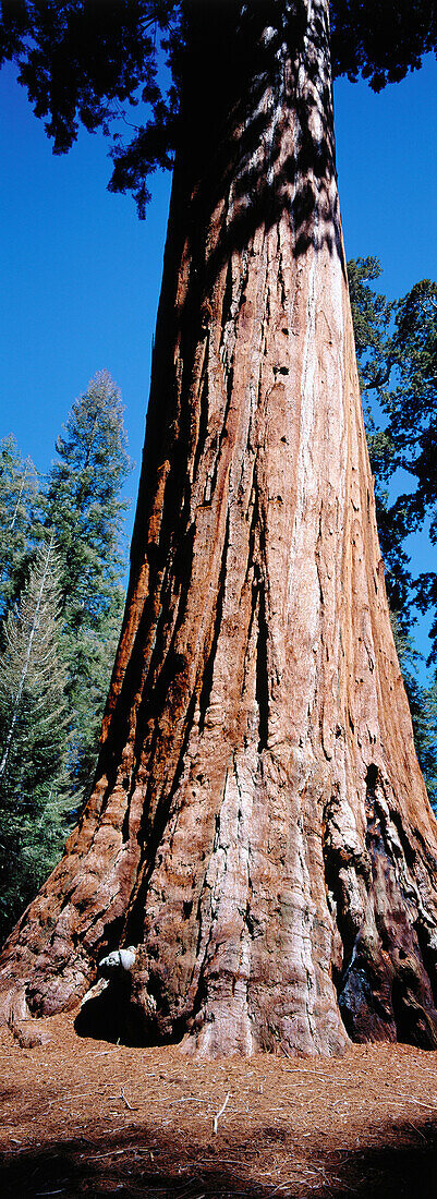 Giant Sequoia tree (Sequoiadendron giganteum). Sequoia NP. California. USA