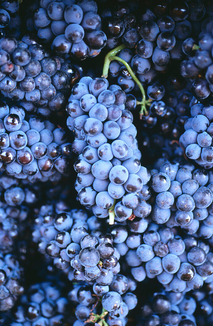 Red Wine grapes
