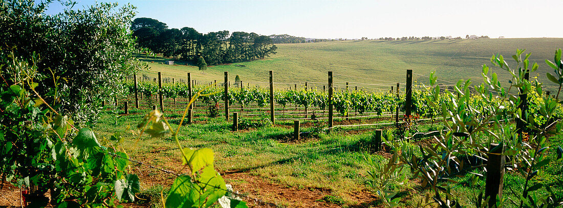 Vineyards in Mornington Peninsula. Victoria, Australia