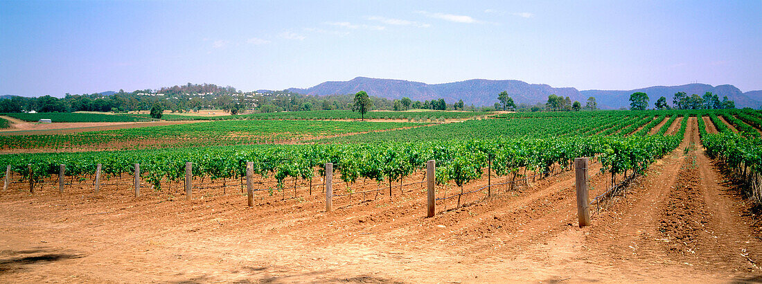 Vineyards in Hunter Valley. New South Wales, Australia