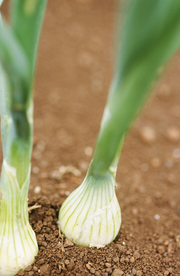 Onion crop