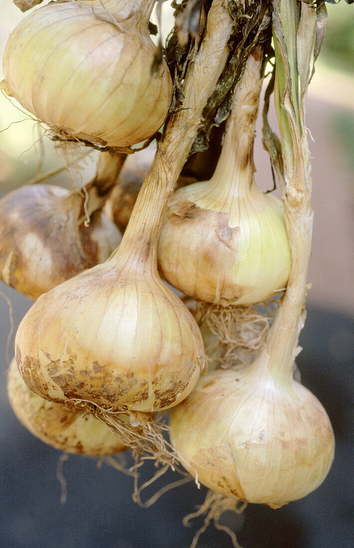 Tasty salad onions hanging in bunch