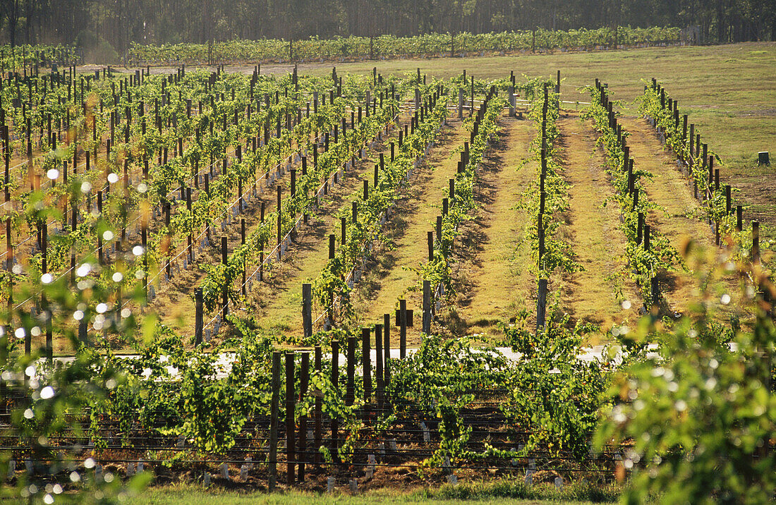 Vineyards in Hunter Valley. Australia