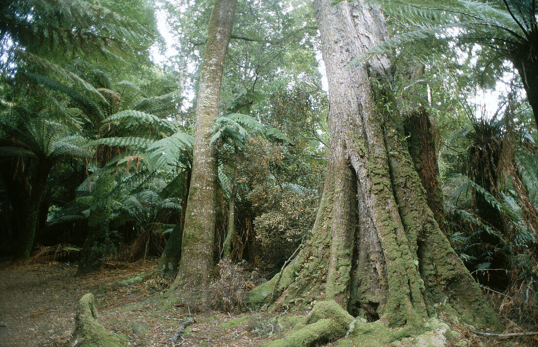 Rainforest trees in Tasmanian wilderness. Australia