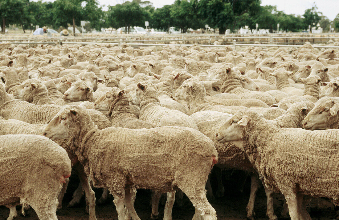 Farming, flock of newly shorn sheep