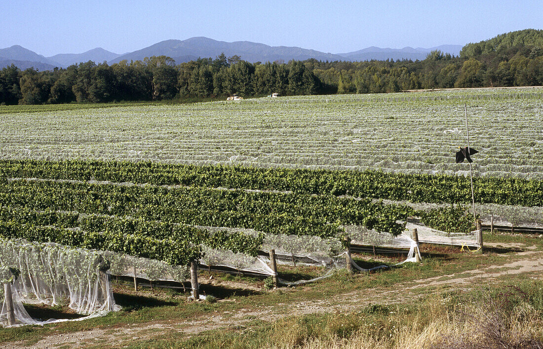 Vineyards in the Marlborough wine region, famous for Sauvignon Blanc wines. New Zealand