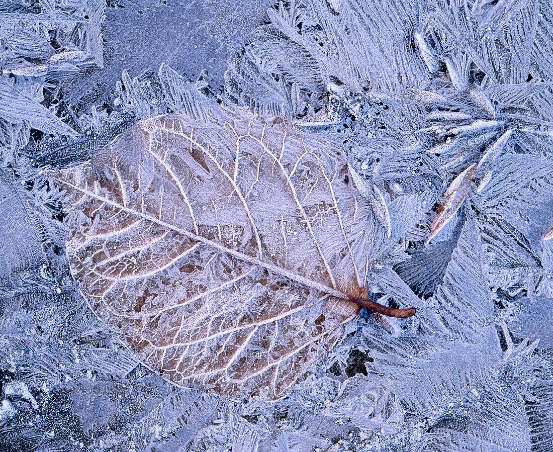 Frosty leaf on ground