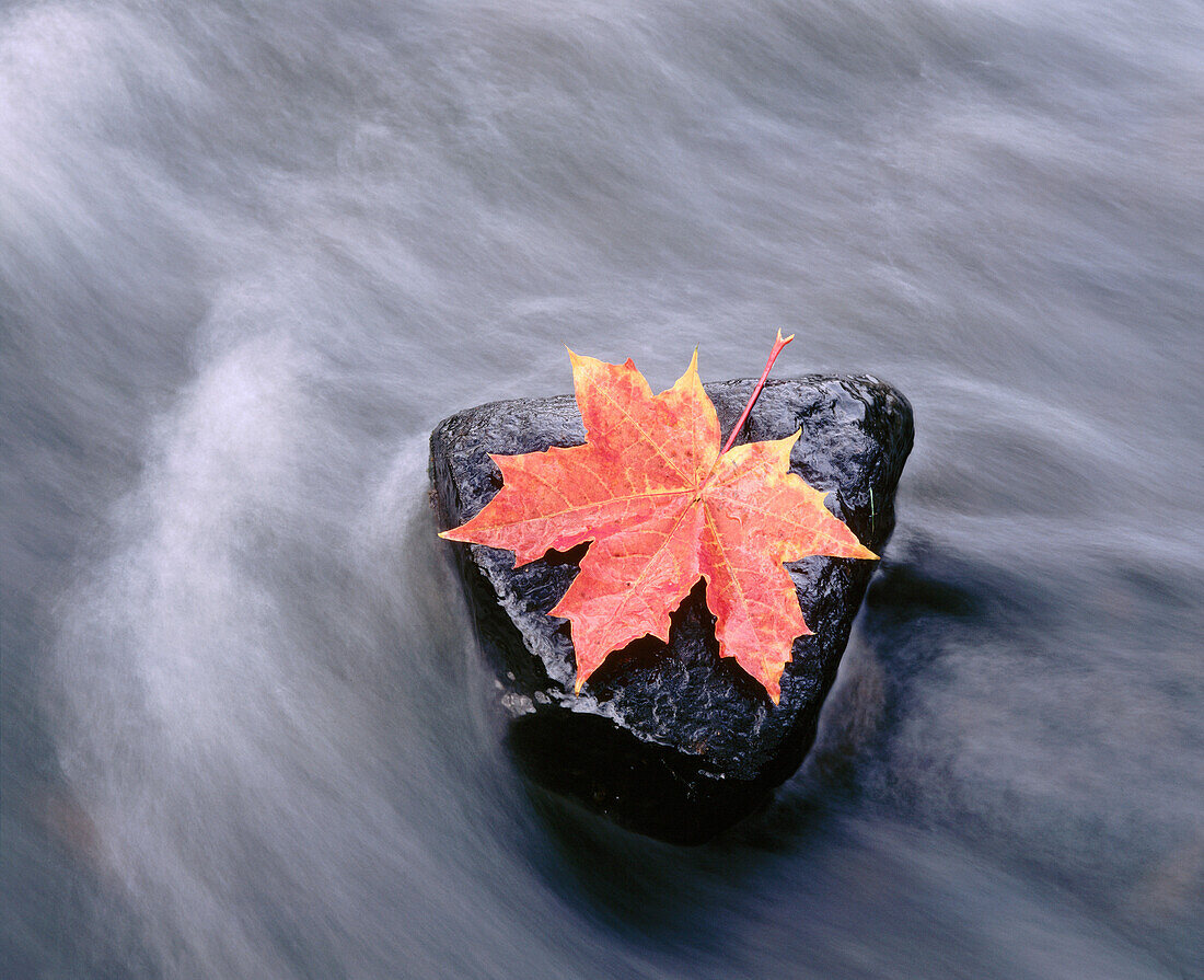 Leaf of maple in autumn colors on stones in small creek