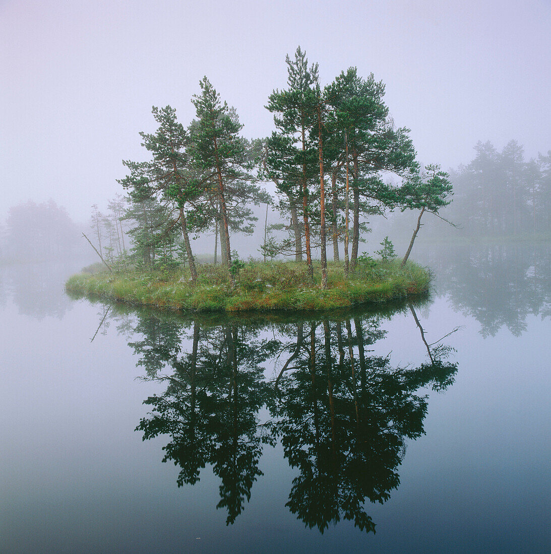 Morning mist on small lake with pine forrest on island in marshlands. Västmanland, Sweden.