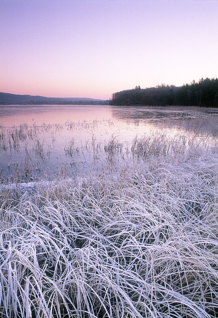 Frozen grass at waters edge. Lake Västersjön, Hallandsåsen Ridge, Sweden, Scandinavia, Europe.