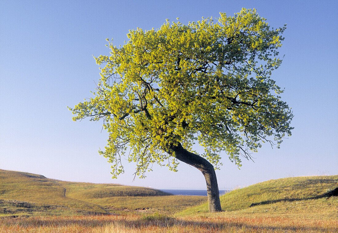 Solitaire oak tree (lat. Quercus sp.) By the Baltic Sea. Österlen, Skåne, Sweden, Scandinavia, Europe.