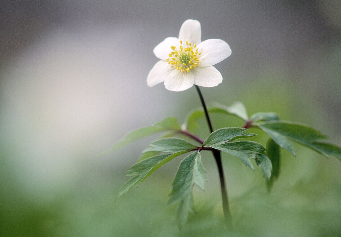 Wood anemone. (lat. Anemone nemorosa). Sweden.