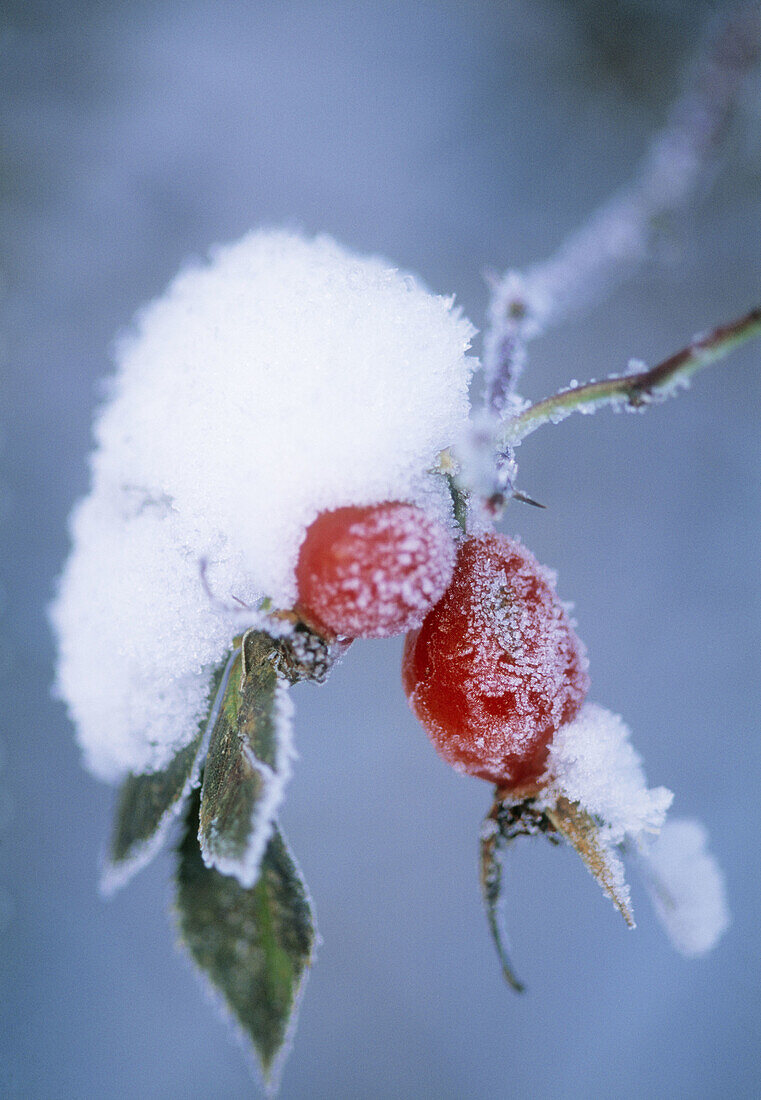 Frost and snow on rosehip (lat. Rosa sp.). Sweden, Scandinavia, Europe.