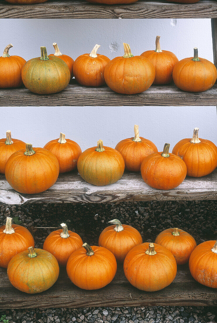 Pumpkins for sale on display outside farmers shop. The Bjäre Peninsula, Skåne, Sweden.