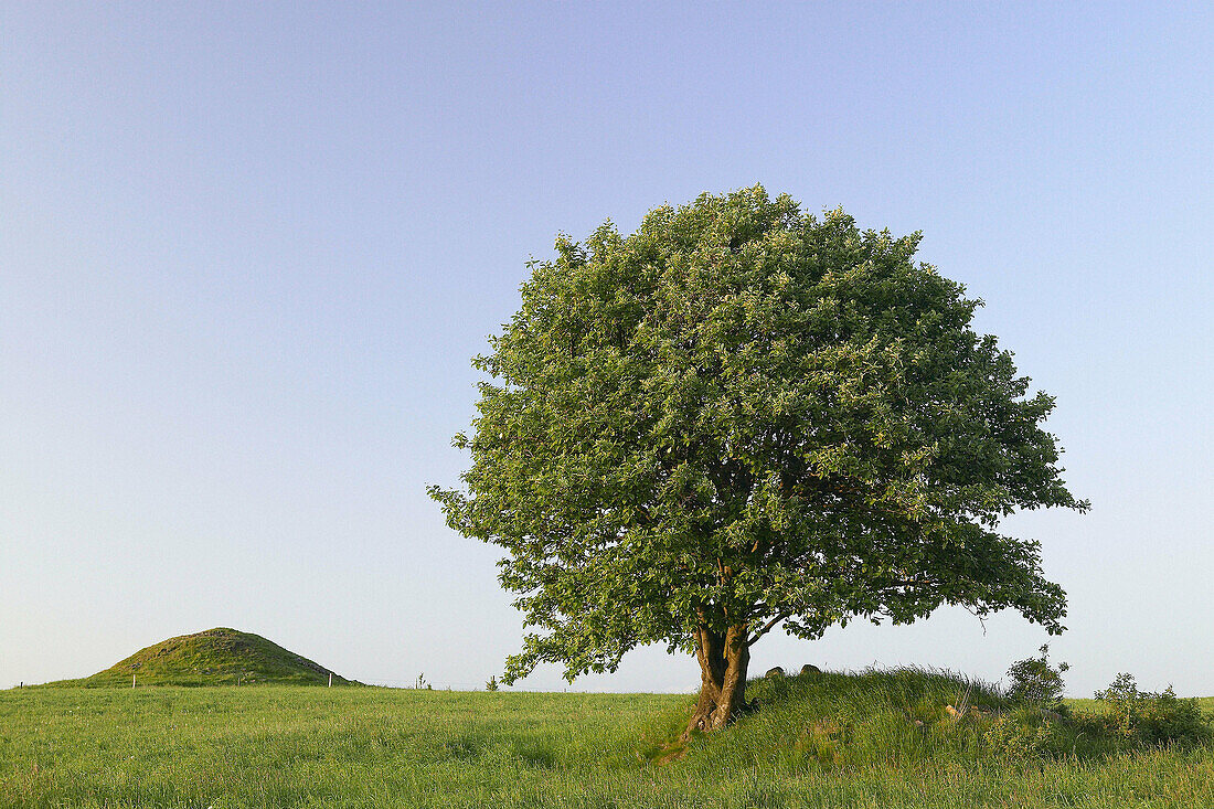 Solitary tree and ancient burial mounds. Sweden