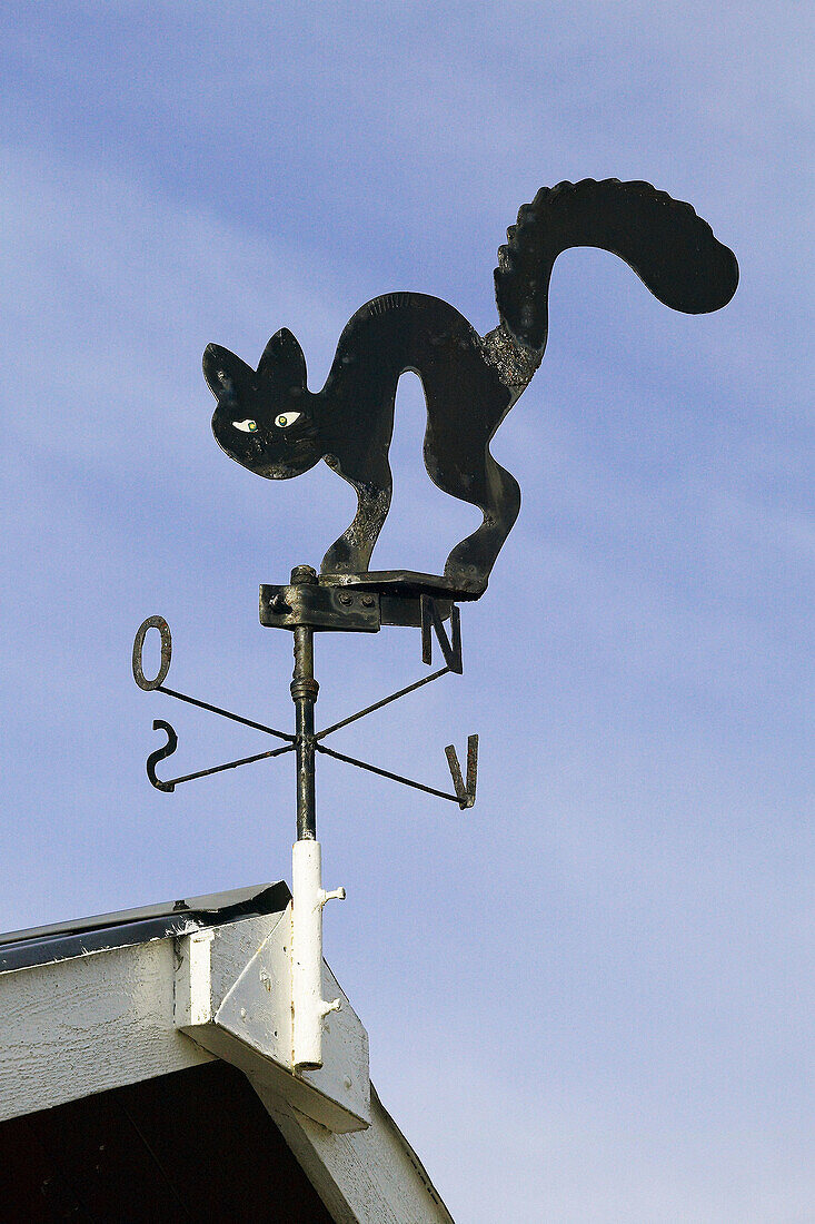 Cat, windsign on rooftop. Sweden