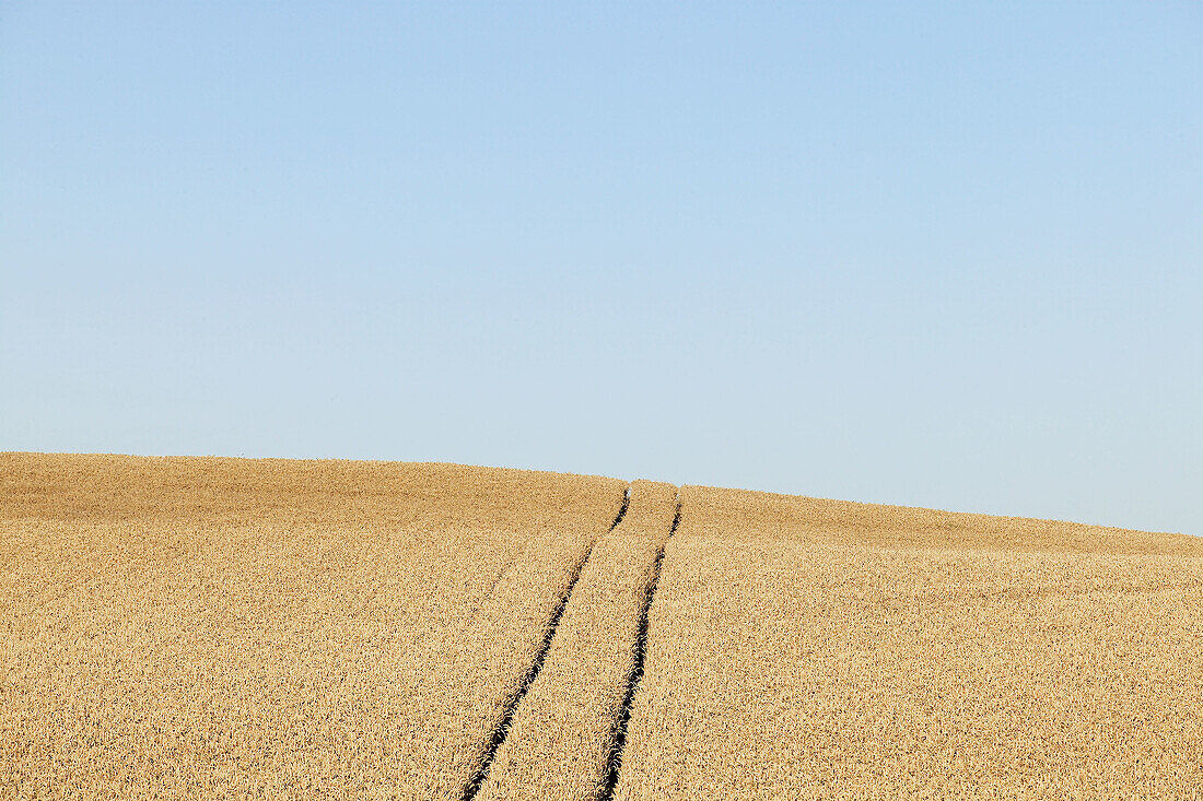 Wheat fields. Skåne. Sweden