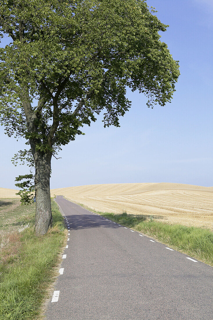 Country road between wheat fields in summer. Skåne. Sweden
