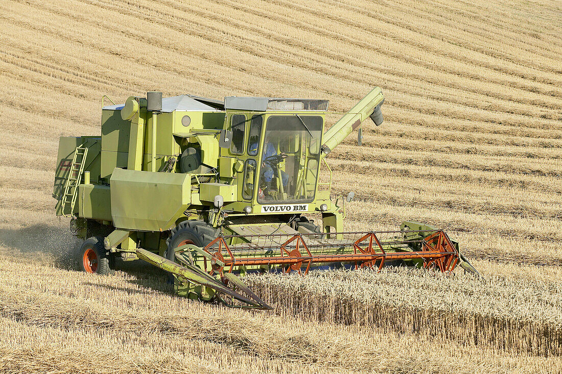 Harvester on field of wheat. Skåne. Sweden