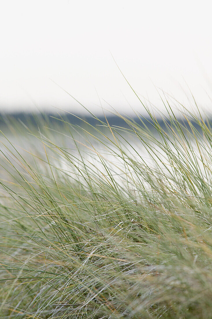 Grass. Skåne. Sweden