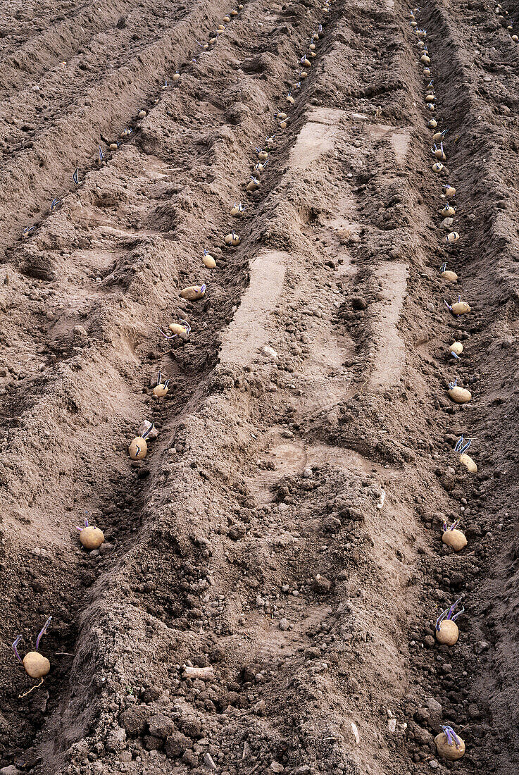 New sow potatoes