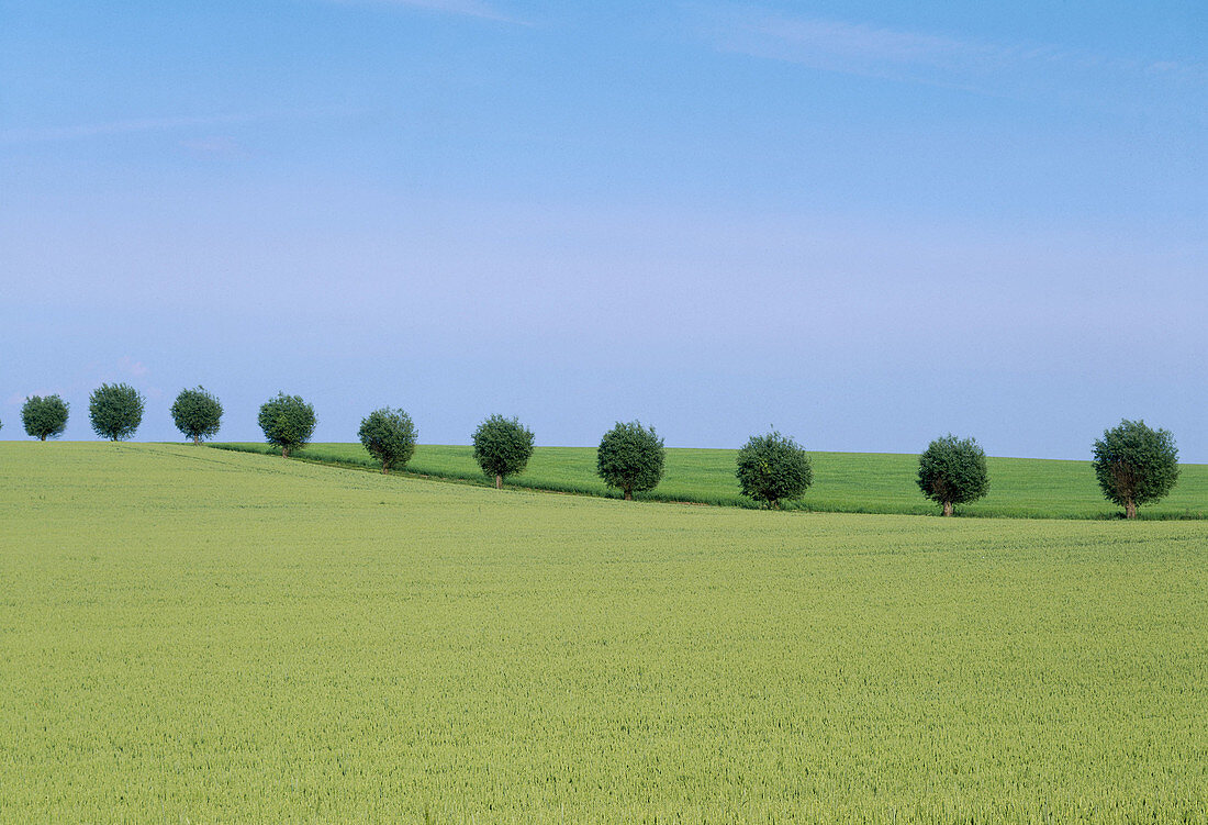 Row of trees between corn fields. Skåne. Sweden