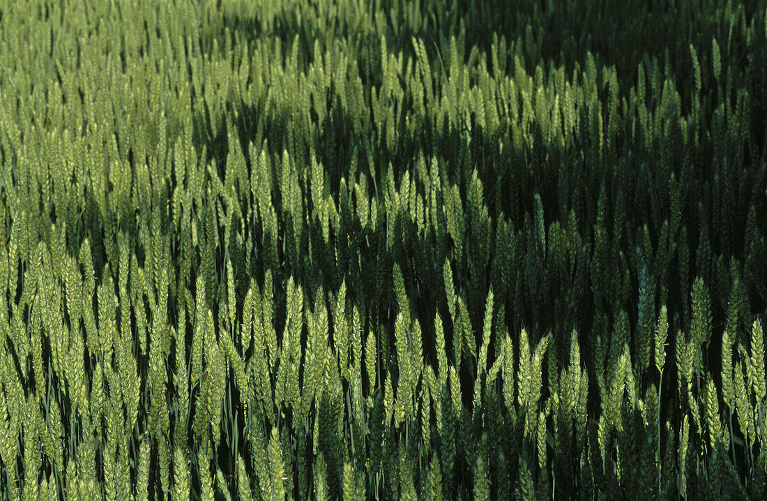 Shadows on wheat field. Skåne. Sweden