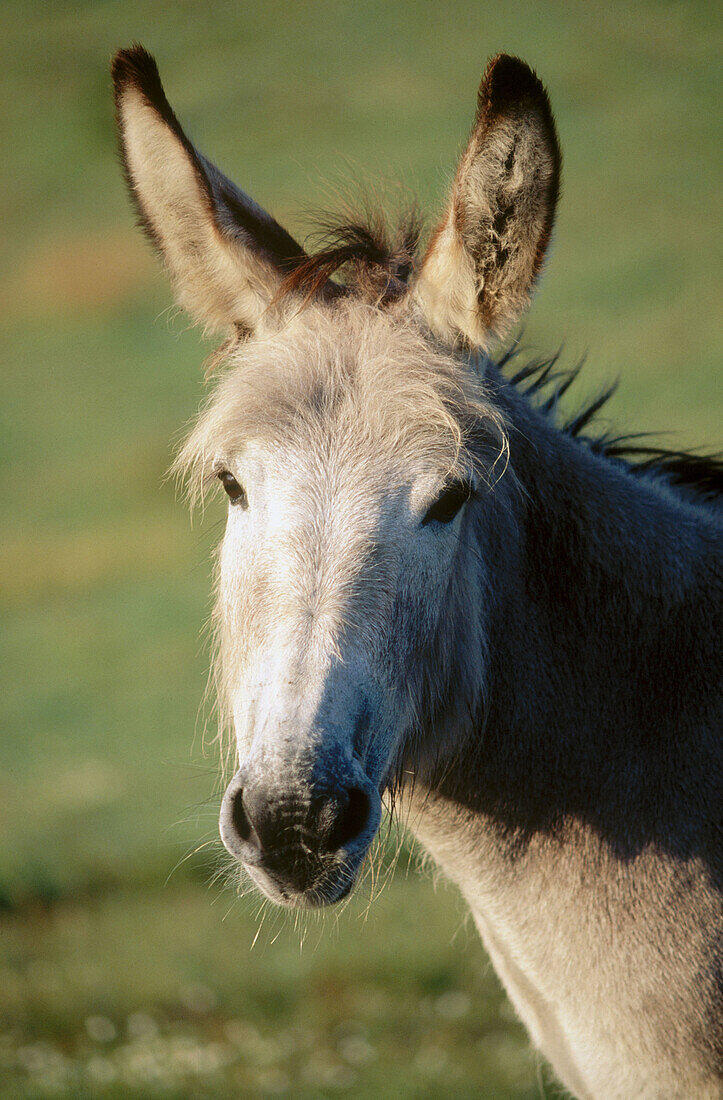 Donkey. Sweden