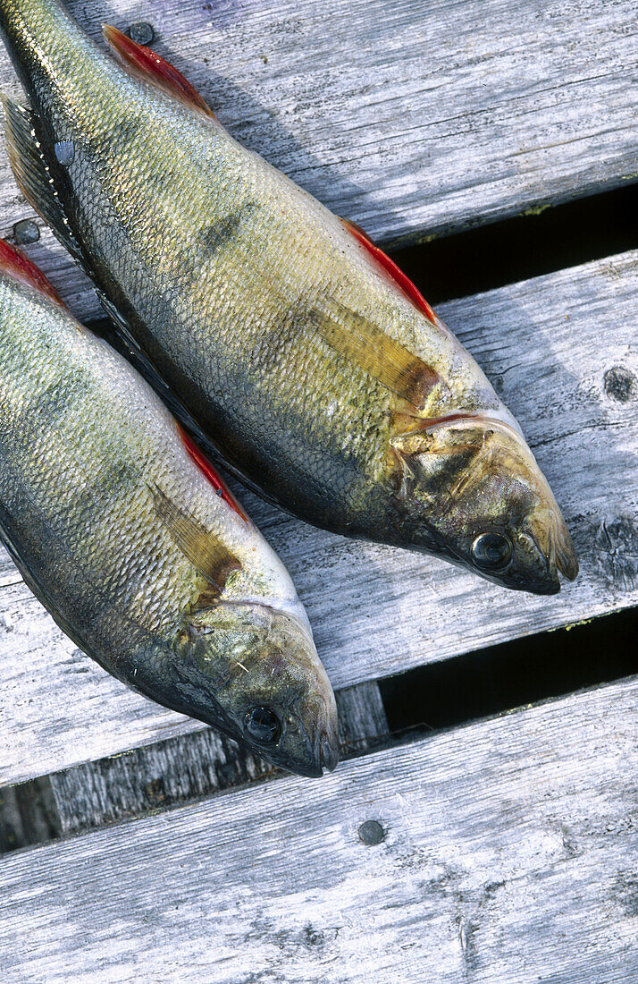 Perches (Perca fluviatilis) captured. Suecia