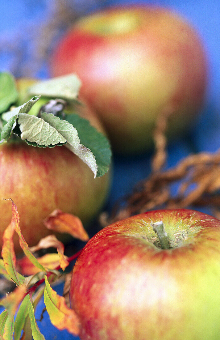 Apples. Skåne. Sweden