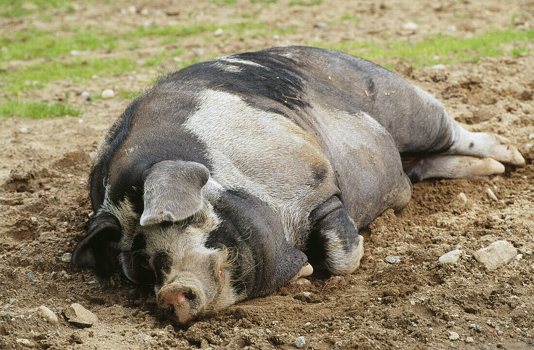 Pig resting. Sweden