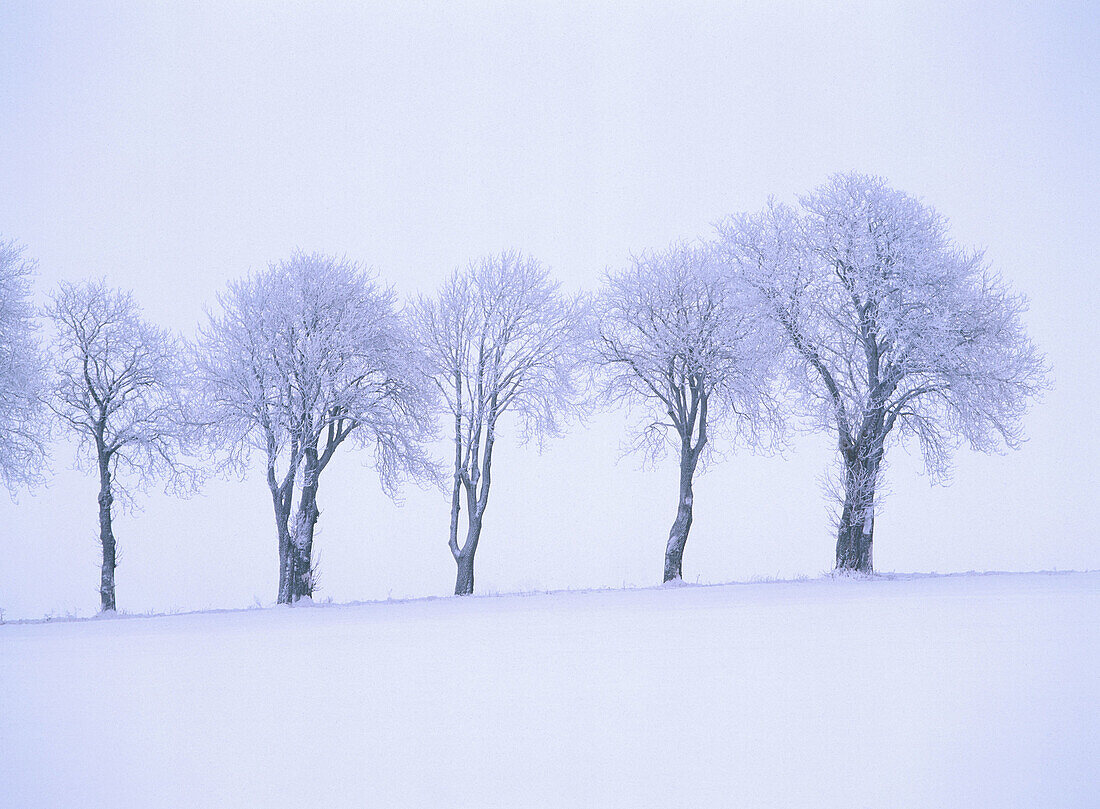 Row of trees by road. Skåne. Sweden
