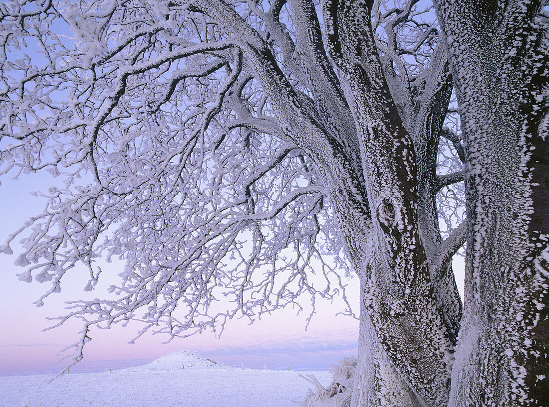 Solitary tree in frost. Skåne. Sweden