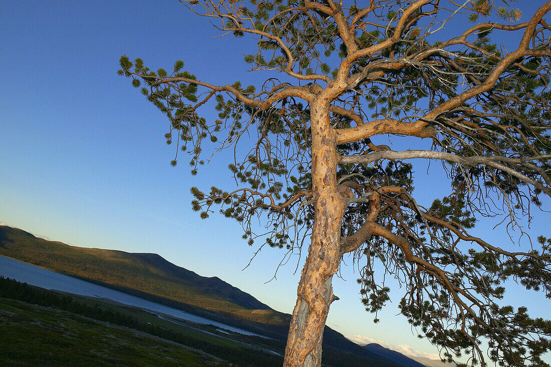 Pine tree near Lake Tesse. Jotunheimen, Norway
