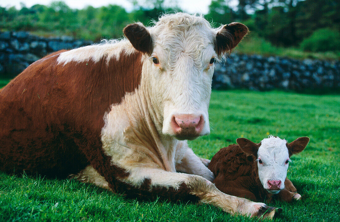 Cow with new born calf, Ireland