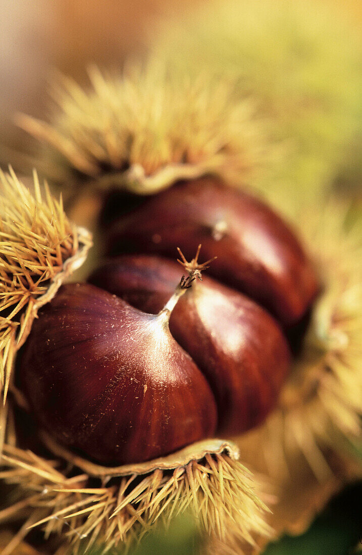 Chestnuts