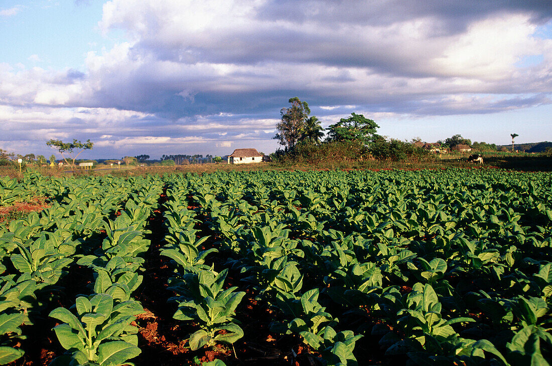 Tobacco field. Pinar del Río province. Cuba