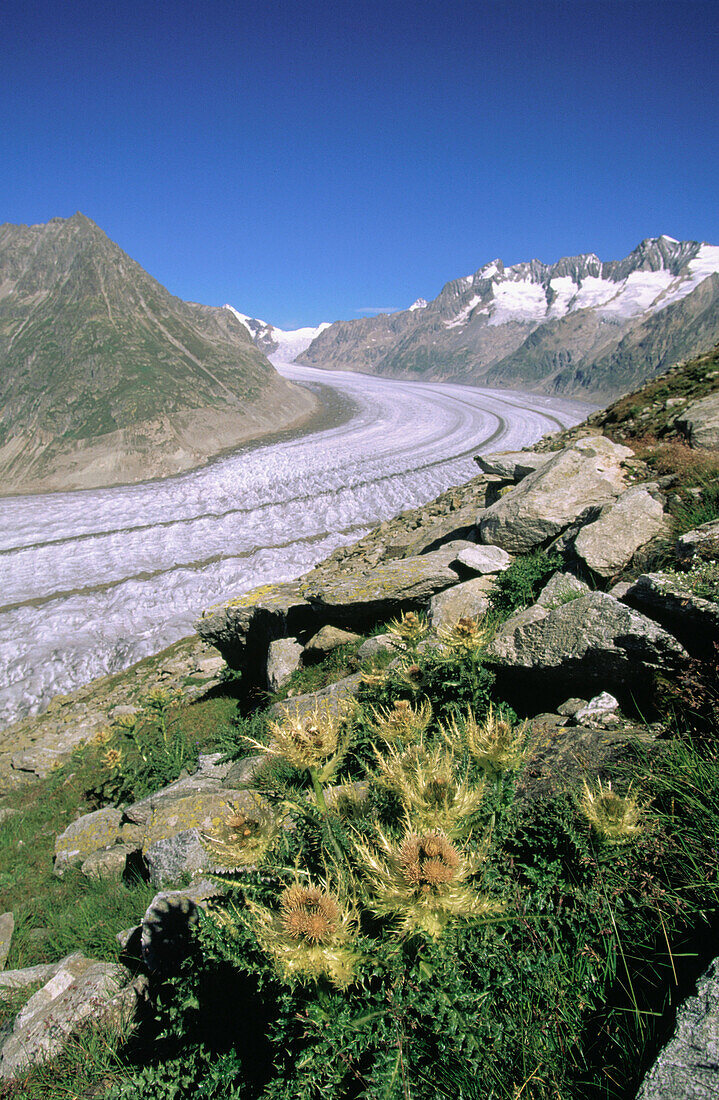 Aletsch Glacier. Alps. Switzerland