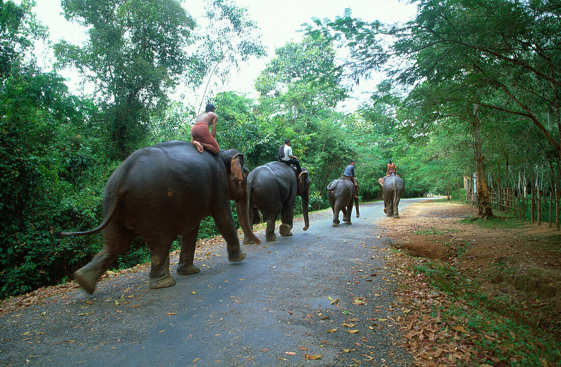 Men riding elephants in Cambodia