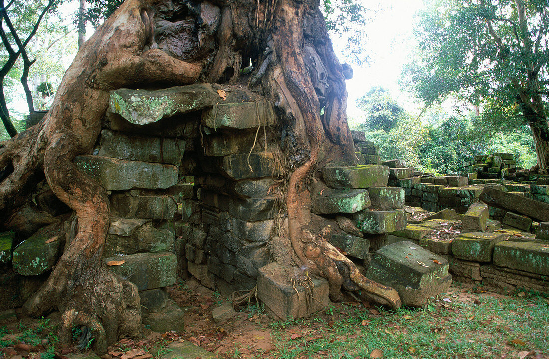 Edification inside a roots tree in a budist temple. Angkor. Siem Reap. Cambodia